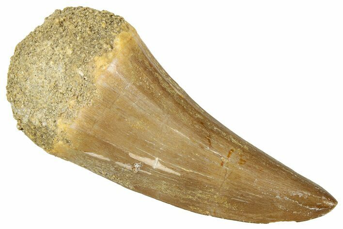 Fossil Mosasaur (Hainosaurus) Tooth - Morocco #326506